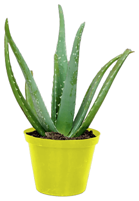 Aloe Vera Terra15cm