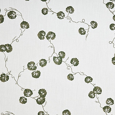 Hedera - 01