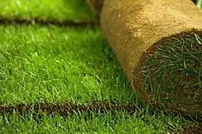 Zoysia Emerald