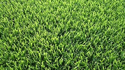 Zoysia Palisade
