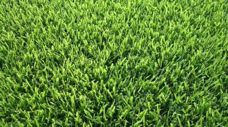 Zoysia Palisade Zoysia Palisade