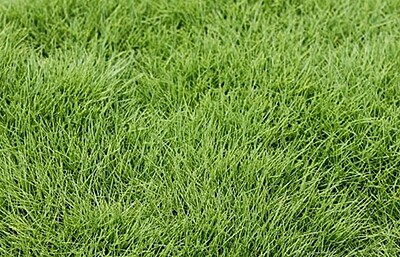 Zoysia Zeon