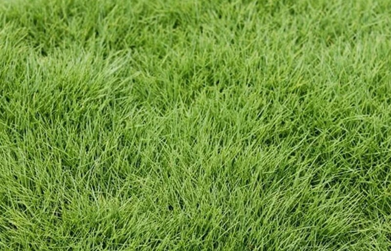 Zoysia Zeon Zoysia Zeon