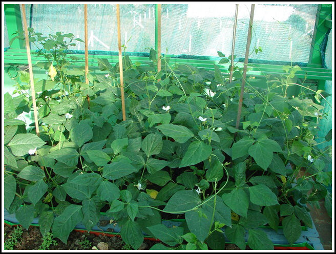 COWPEA VINE - KODI KARAMANI (கொடி காராமணி)
