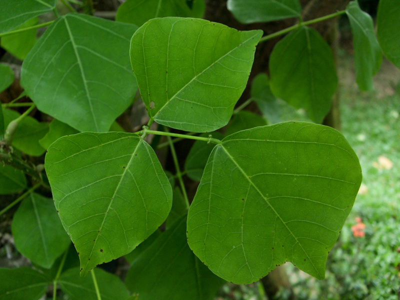 Thorn drumstick | முள் முருங்கை