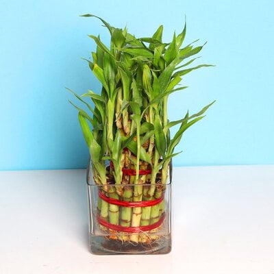 3 Layer Blessed Bamboo