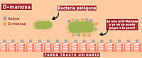 Vitaminas para el tracto Urinario