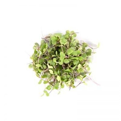 Chou Kale