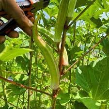Cow Horn Okra(மாட்டு கொம்பன் பருமன் நீள வெண்டை)