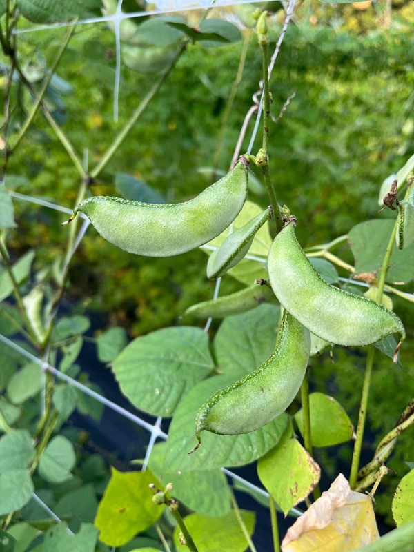Chedi Hyacinth Beans | செடி மொச்சை
