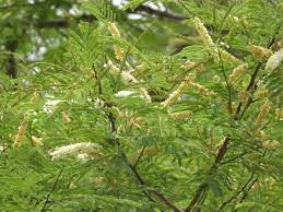Ebony Tree Seed ( கருங்காலி )