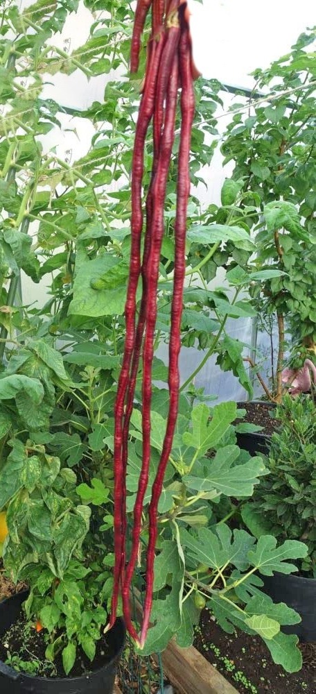 COWPEA VINE - RED KODI KARAMANI | சிகப்பு கொடி காராமணி
