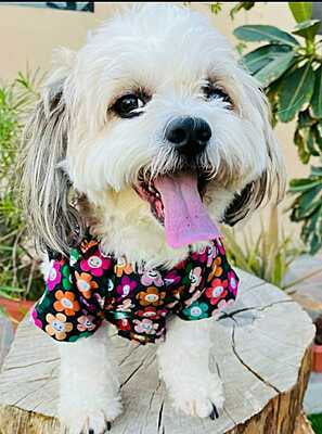 SMILEY FLOWER SHIRT SMILEY FLOWER SHIRT
