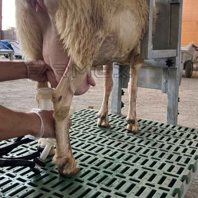 Headlock for Goat Sheep 1U with Base-Painted Metal Steel