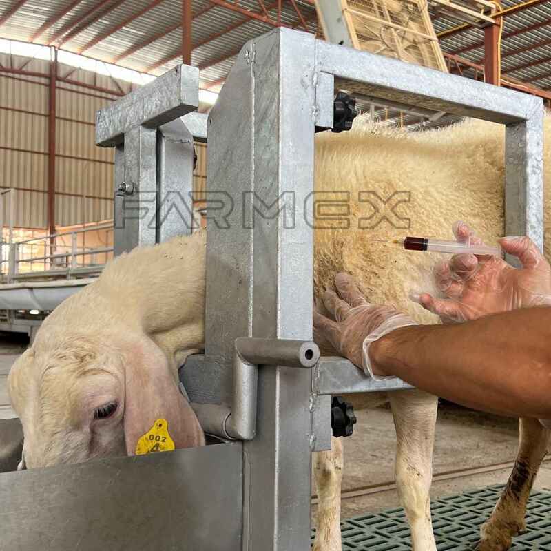 Headlock for Goat Sheep 1U with Base-Anti Rust Hot-Dip Galvanised