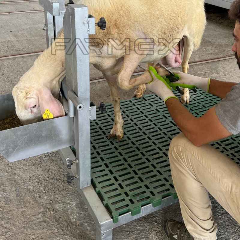 Headlock for Goat Sheep 1U with Base-Anti Rust Hot-Dip Galvanised