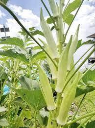 பலகிளை வெள்ளை வெண்டை |  Multi Branch Okra White