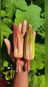 Red Ladies Finger -Short | சிகப்பு பருமன் வெண்டை