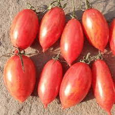 PINK TIGER TOMOTTO (பிங்க் டைகர் தக்காளி) PINK TIGER TOMOTTO (பிங்க் டைகர் தக்காளி)