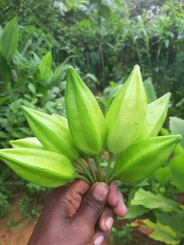 Kasthuri Okra | கஸ்துரி வெண்டை