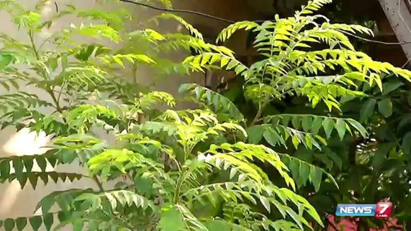 Curry Leaf ( கருவேப்பில்லை )