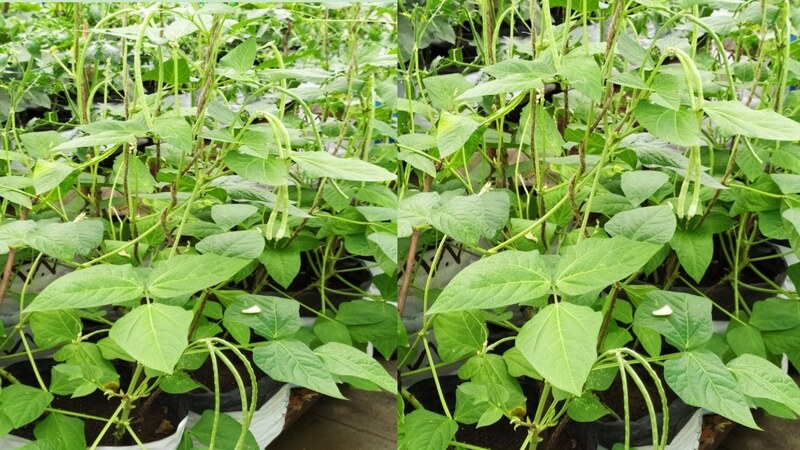 COWPEA VINE - KODI KARAMANI (கொடி காராமணி)