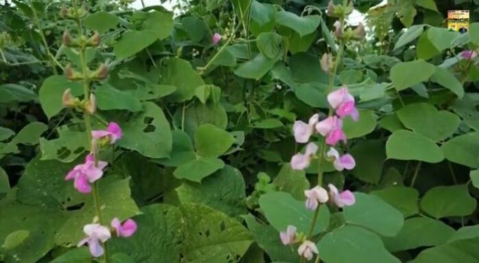 BLACK SINGLE BEANS MOCHAI (கருப்பு மொச்சை)