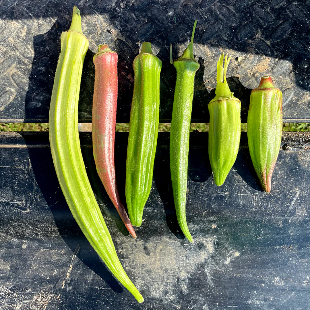 Multi Variety Ladiesfinger