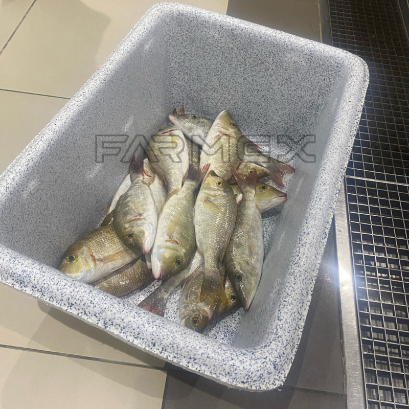 Fish Holding Tank 50 Liters