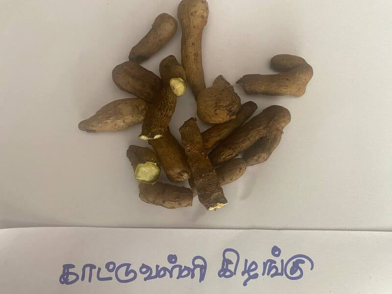 காட்டுவள்ளி-கிழங்கு-kattuvalli-kilangu