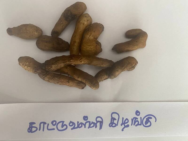 காட்டுவள்ளி-கிழங்கு-kattuvalli-kilangu