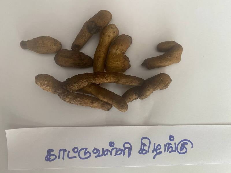 காட்டுவள்ளி-கிழங்கு-kattuvalli-kilangu