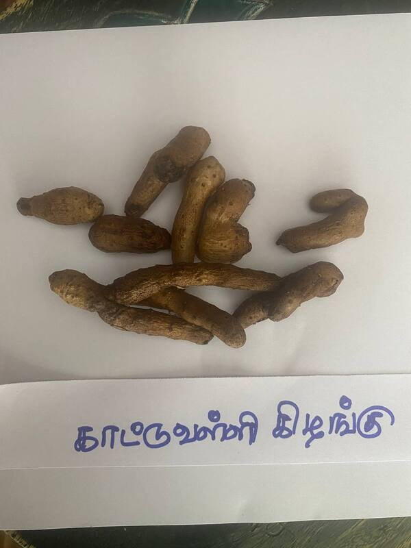 காட்டுவள்ளி-கிழங்கு-kattuvalli-kilangu