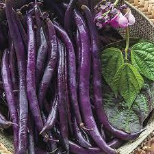 Blue Beans (ஊதா பீன்ஸ்)