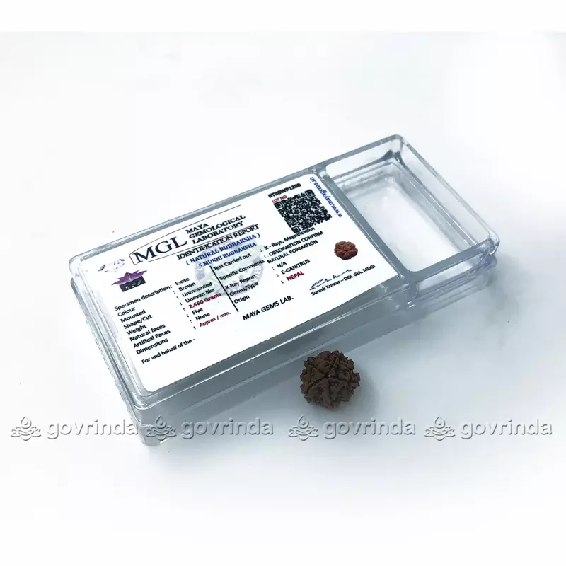 5 Mukhi Rudraksha 5 Mukhi Rudraksha