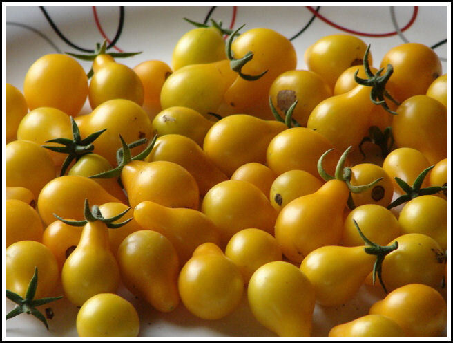 YELLOW CHEERY TOMOTTO