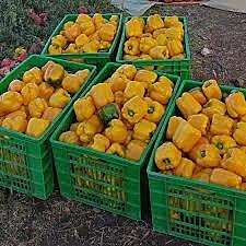 AgriBloom Bell Pepper-Yellow