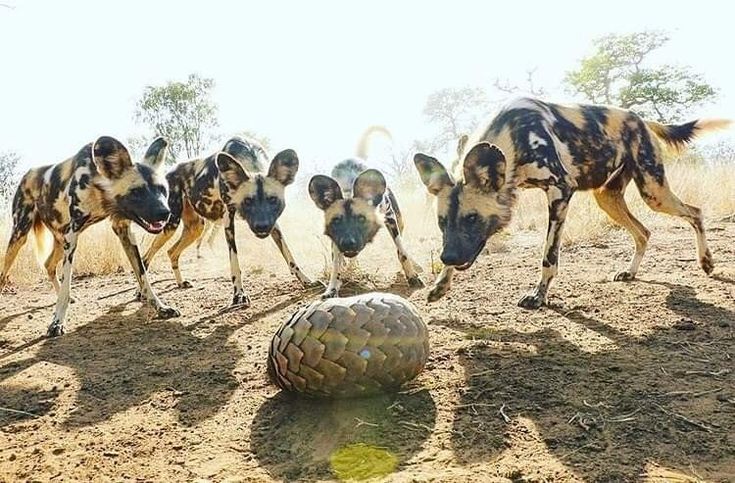 Wild Dogs Pangolin