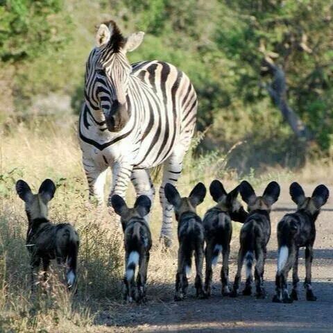 Willd Dogs on Zebra